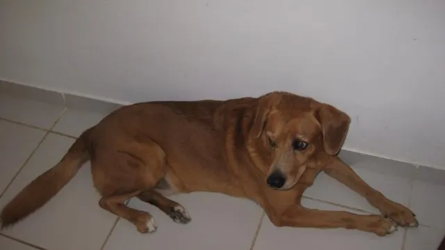 Cachorro ra a Vira-lata idade 6 ou mais anos nome Boby GRATIFICA