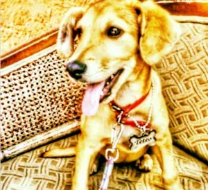 Cachorro raça vira lata idade 2 a 6 meses nome Tetéo