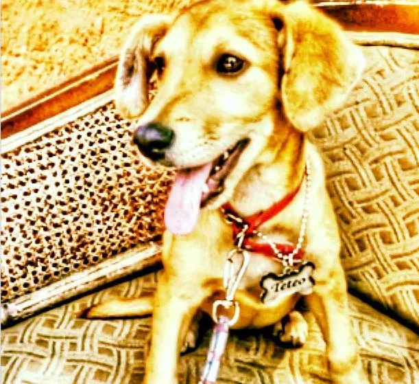Cachorro ra a vira lata idade 2 a 6 meses nome Tetéo