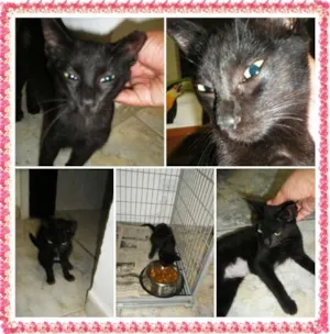 Gato raça SRD idade 2 a 6 meses nome Truffa