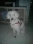 Lipe