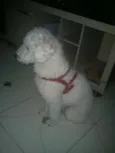 Lipe