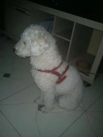 Cachorro ra a Poodle idade 2 anos nome Lipe