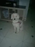 Lipe