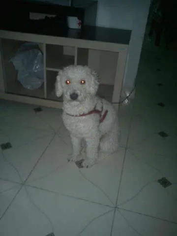 Cachorro ra a Poodle idade 2 anos nome Lipe