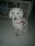 Lipe