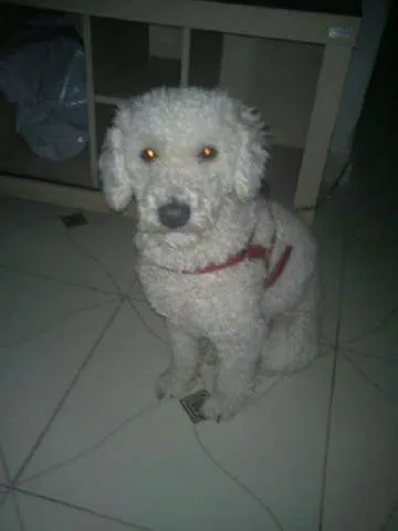 Cachorro ra a Poodle idade 2 anos nome Lipe
