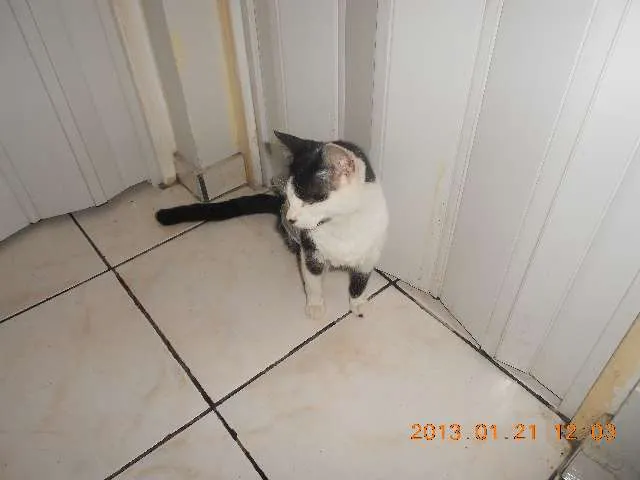 Gato raça SRD idade 1 ano nome MELISSA