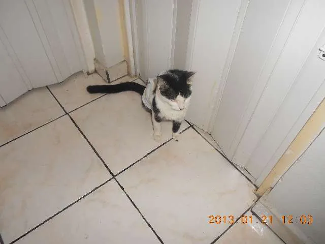 Gato raça SRD idade 1 ano nome MELISSA