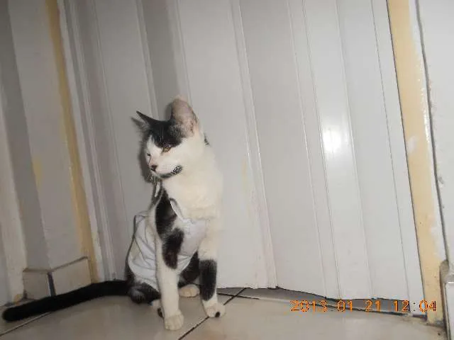 Gato raça SRD idade 1 ano nome MELISSA