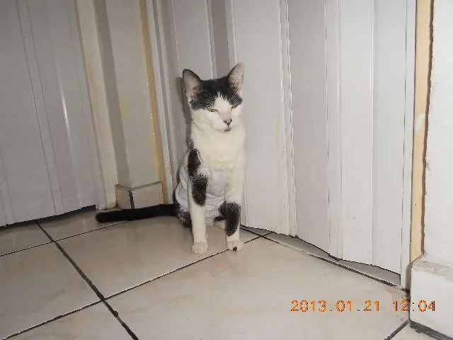 Gato raça SRD idade 1 ano nome MELISSA