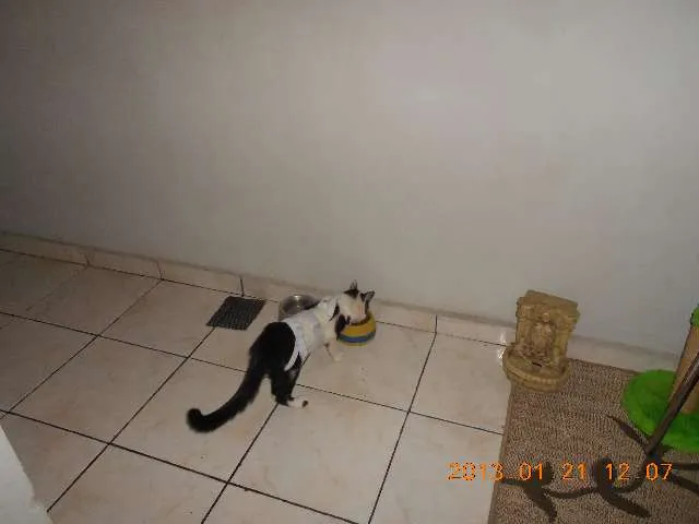Gato raça SRD idade 1 ano nome MELISSA