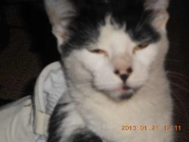 Gato raça SRD idade 1 ano nome MELISSA