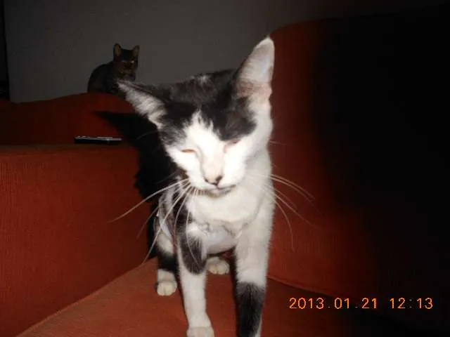 Gato raça SRD idade 1 ano nome MELISSA