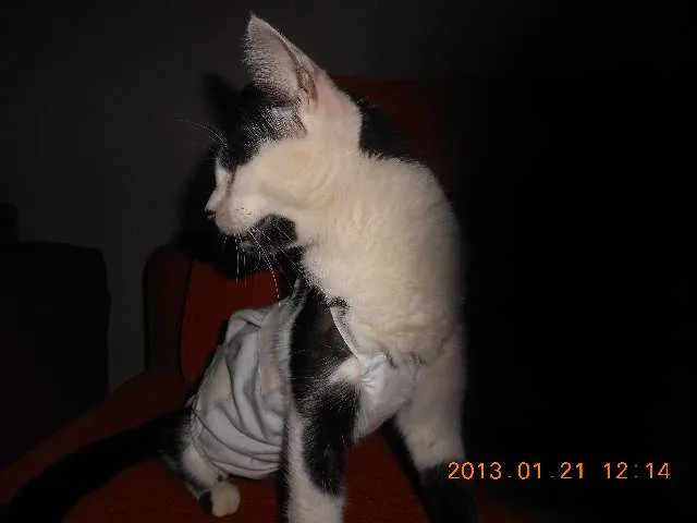 Gato raça SRD idade 1 ano nome MELISSA