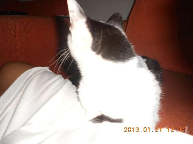 Gato raça SRD idade 1 ano nome MELISSA