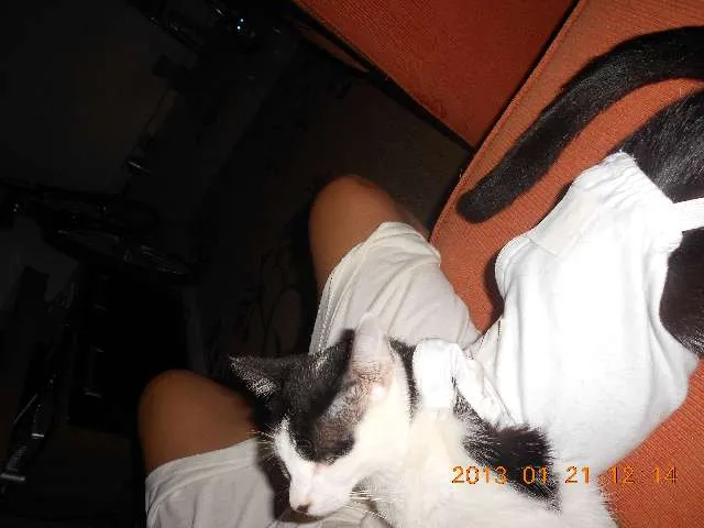 Gato raça SRD idade 1 ano nome MELISSA