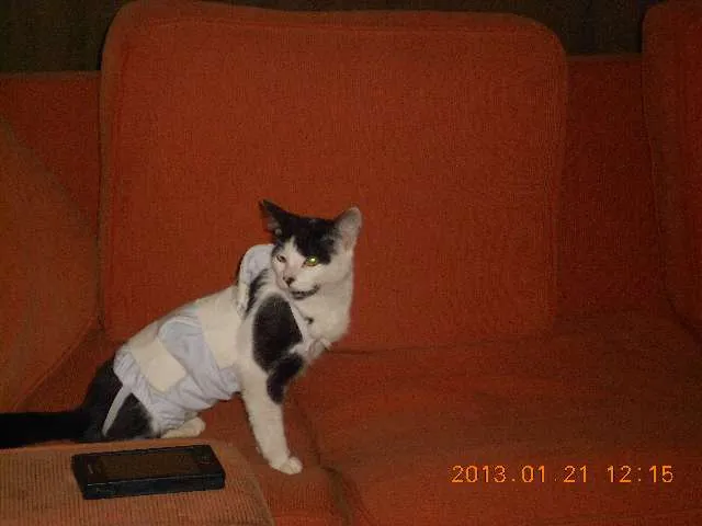 Gato raça SRD idade 1 ano nome MELISSA
