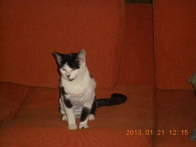 Gato raça SRD idade 1 ano nome MELISSA