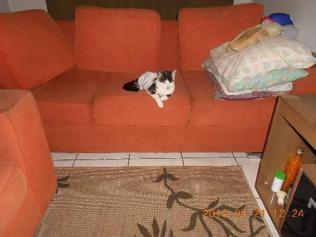 Gato raça SRD idade 1 ano nome MELISSA