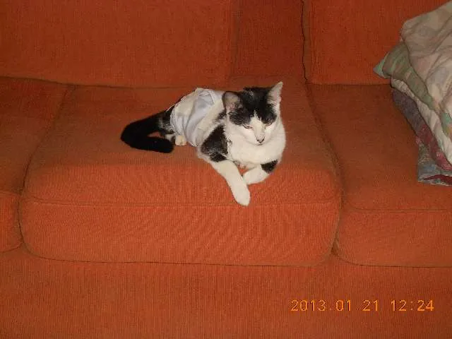 Gato raça SRD idade 1 ano nome MELISSA
