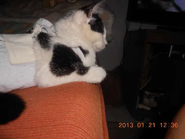 Gato raça SRD idade 1 ano nome MELISSA