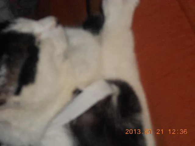 Gato raça SRD idade 1 ano nome MELISSA