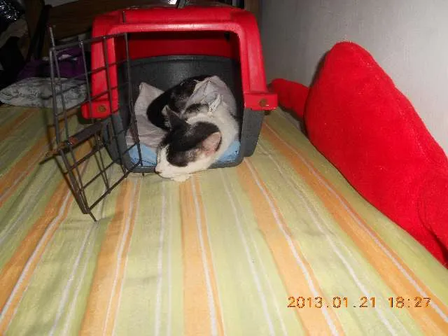 Gato raça SRD idade 1 ano nome MELISSA