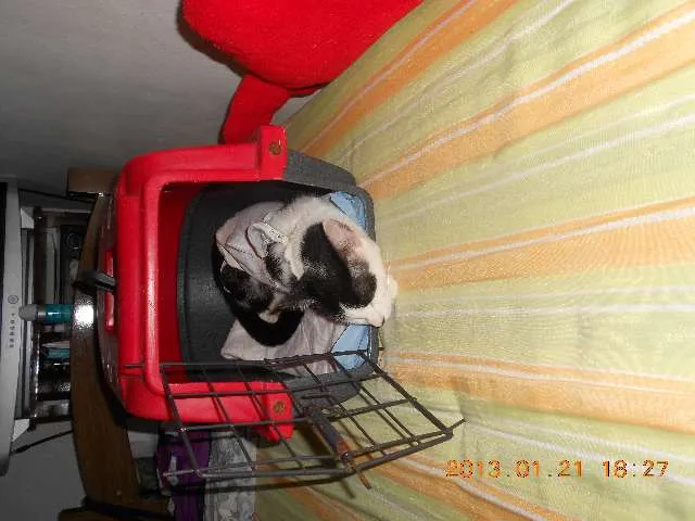 Gato raça SRD idade 1 ano nome MELISSA