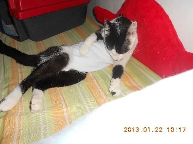 Gato raça SRD idade 1 ano nome MELISSA