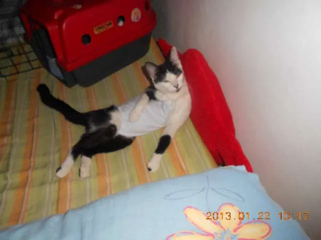 Gato raça SRD idade 1 ano nome MELISSA