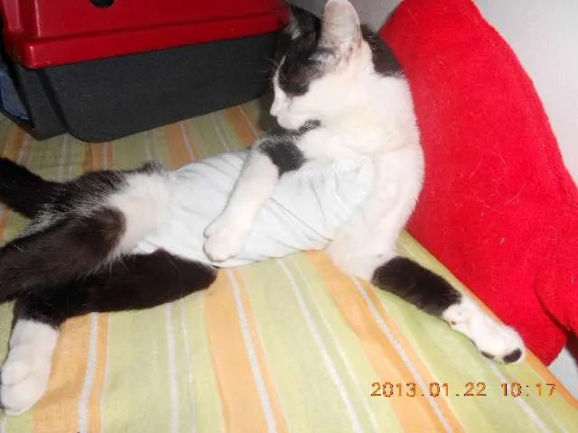 Gato raça SRD idade 1 ano nome MELISSA