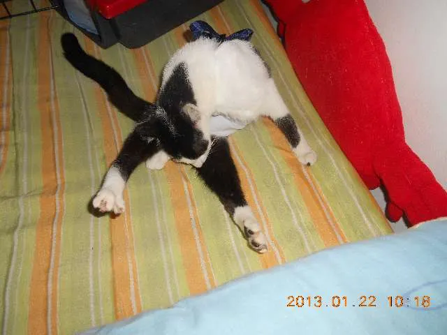Gato raça SRD idade 1 ano nome MELISSA