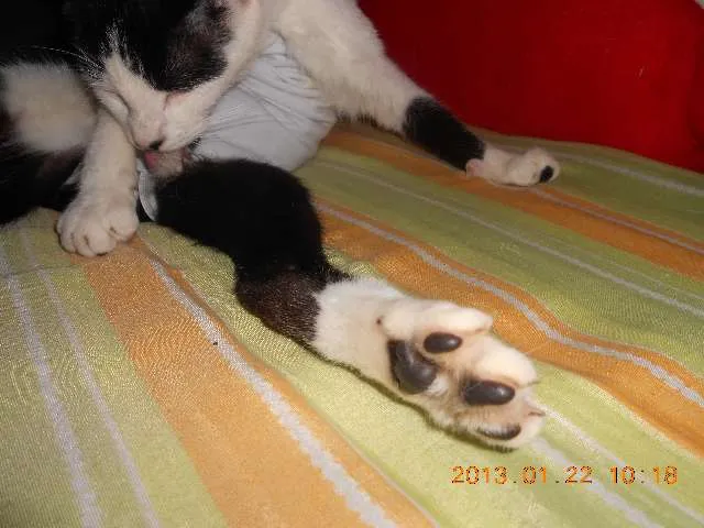 Gato raça SRD idade 1 ano nome MELISSA