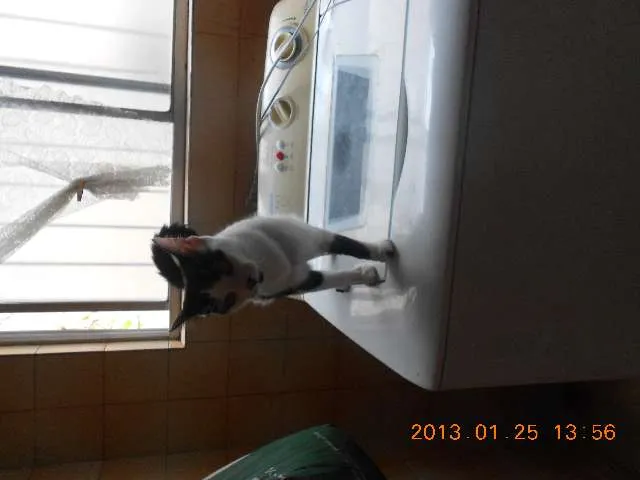 Gato raça SRD idade 1 ano nome MELISSA