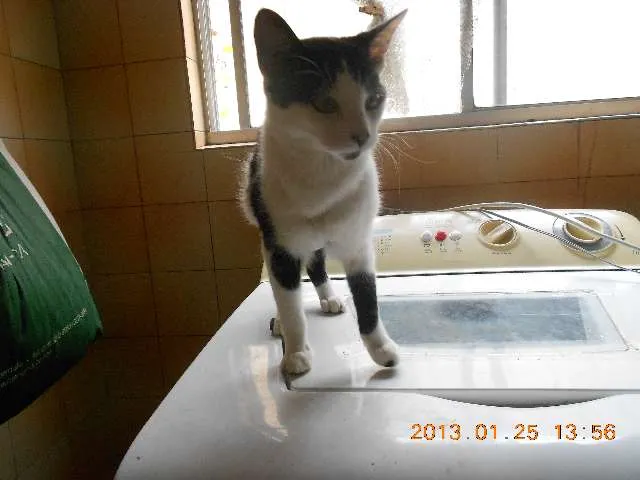 Gato raça SRD idade 1 ano nome MELISSA