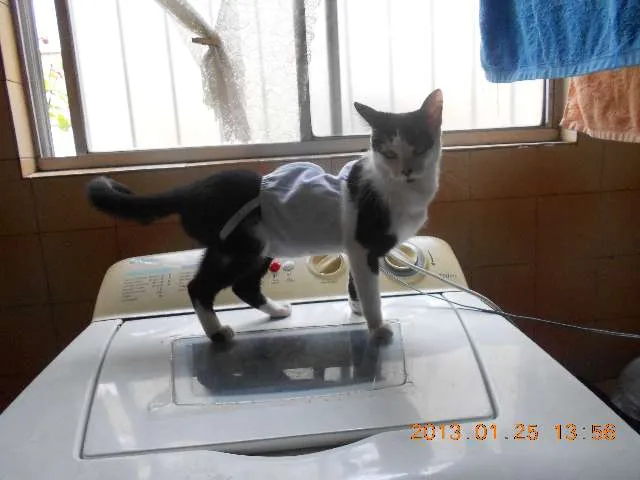 Gato raça SRD idade 1 ano nome MELISSA