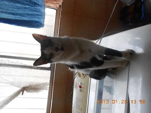 Gato raça SRD idade 1 ano nome MELISSA