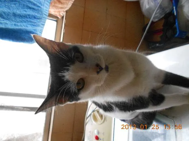 Gato raça SRD idade 1 ano nome MELISSA