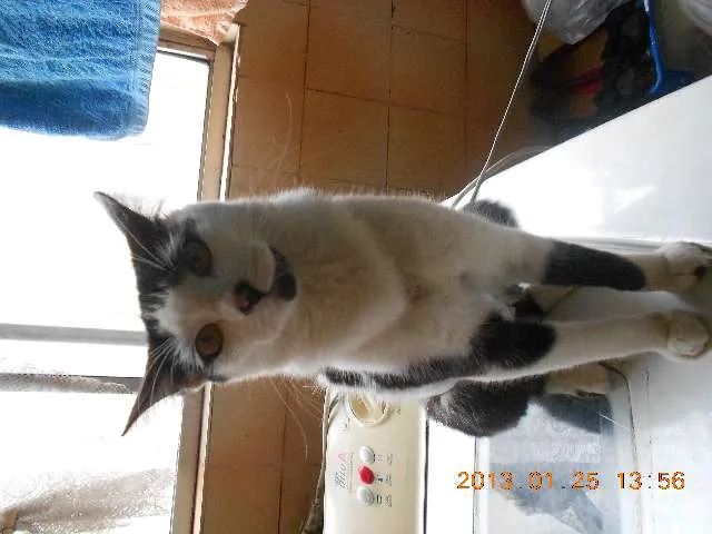 Gato raça SRD idade 1 ano nome MELISSA