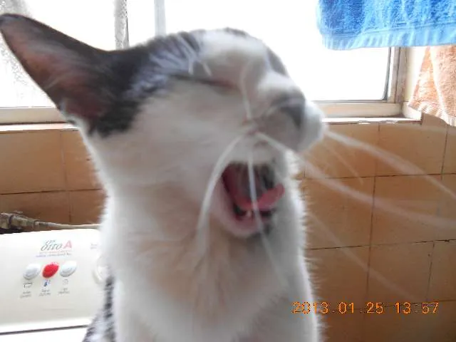 Gato raça SRD idade 1 ano nome MELISSA