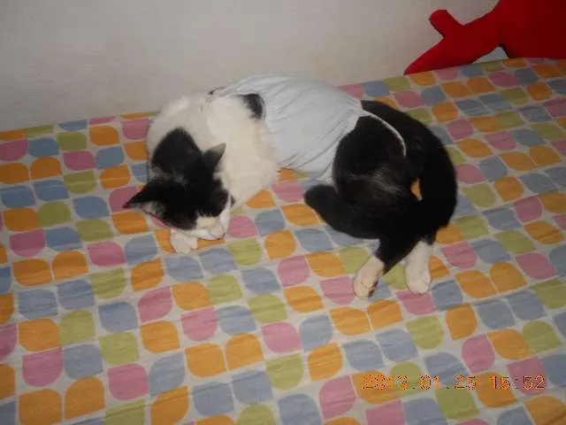 Gato raça SRD idade 1 ano nome MELISSA