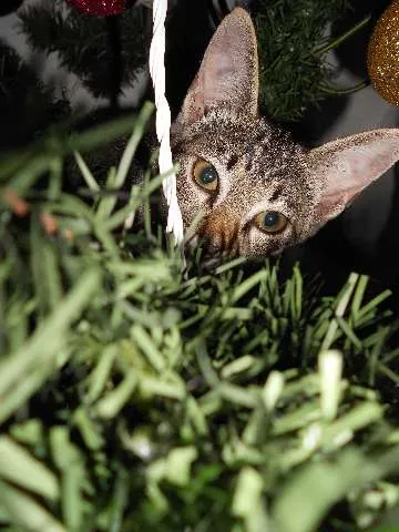 Gato raça srd idade 7 a 11 meses nome Monica