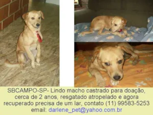 Cachorro raça SRD idade 2 anos nome Gabriel