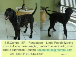 Cachorro raça poodle idade 1 ano nome Floquinho