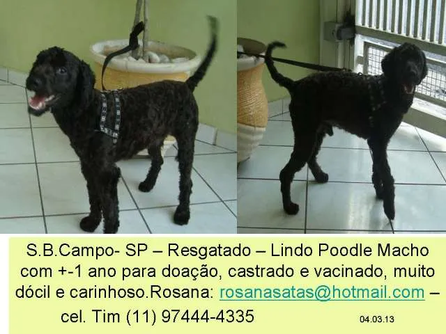 Cachorro ra a poodle idade 1 ano nome Floquinho