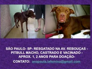 Cachorro raça Pit-Bull idade 1 ano nome brown