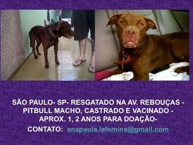 Cachorro ra a Pit-Bull idade 1 ano nome brown
