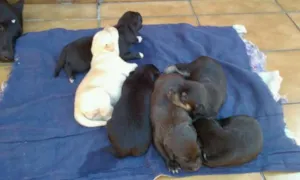 Cachorro raça SRD idade Abaixo de 2 meses nome Ninhada