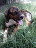 Lindo Cachorrinho